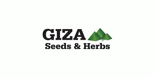 Giza Seeds
